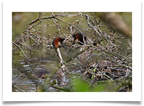 C Beesley - 2 - Great Crested Grebes - Chris Beesley
